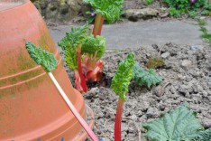  La rhubarbe forc�e: Comment forcer la rhubarbe�?
