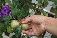 �claircissage - pourquoi, comment et quand �claircir les fruits, pour de meilleures r�coltes