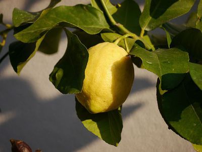 Arroser un citronnier - � quelle fr�quence�?