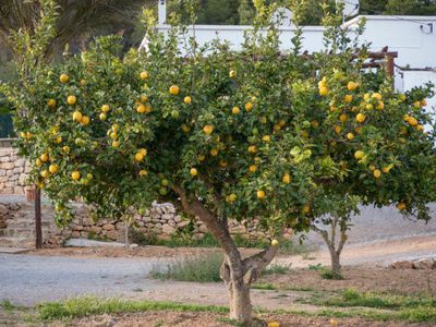 Terre pour citronnier? - Choisir un terreau pour vos agrumes