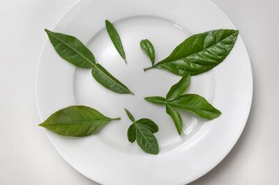 D�gustation de feuilles d'agrumes : ce que leur go�t r�v�le sur la parent� avec le Poncirus et sur la qualit� du fruit