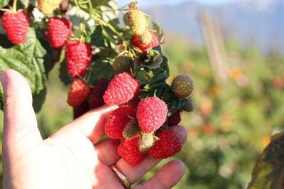 Plantes comestibles - Pourquoi Lubera se concentre sur les plantes comestibles ?