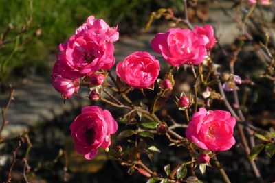 Planter et entretenir des rosiers nains�: le guide de culture Lubera�