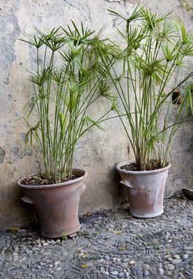 Conseils d'entretien du Cyperus : Emplacement, fertilisation, multiplication & maladies