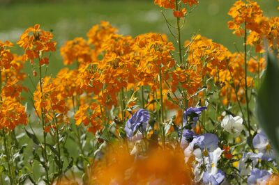 Mon jardin en avril : beaucoup de girofl�es, de tulipes et de jonquilles