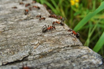 Des fourmis dans le jardin ou dans les plantes en pots : nuisibles ou utiles ?