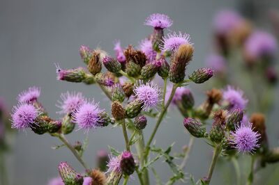 Que sont les plantes bioindicatrices?