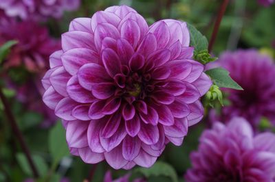Planter des dahlias : Tout sur la plantation, l’entretien, la multiplication et l'hivernage