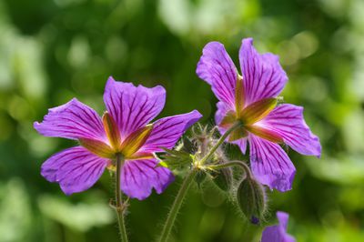 G�ranium vivace : Plantation, emplacement et soins