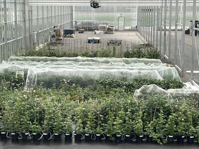Nouveaut�s de la s�lection vari�tale Lubera en juin 2024