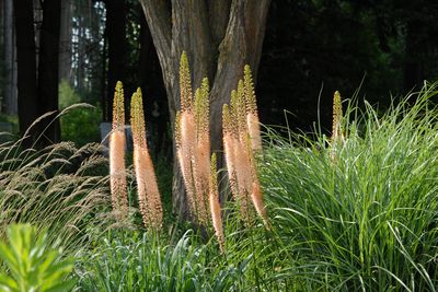 Planter des �r�murus : Tout sur la plantation et l'entretien du lis des steppes