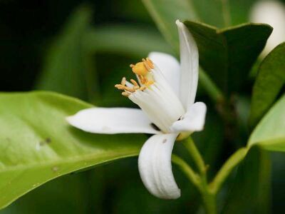 La fleur d'oranger : belle, parfum�e, aromatique et bien plus encore