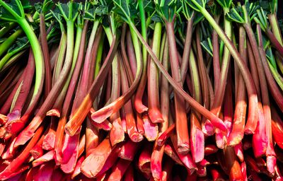 Quand&nbsp;et comment d&eacute;placer un pied de rhubarbe&nbsp;?
