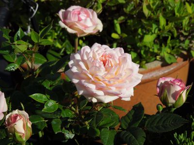 rosiers en pot &mdash; le guide de culture des rosiers en pot Lubera�
