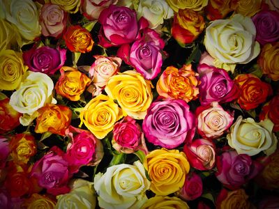 Choisir des vari�t�s de rosiers adapt�es parmi la diversit� des esp�ces