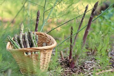 Cultiver des asperges : tout savoir sur les asperges blanches, violettes et vertes dans le jardin