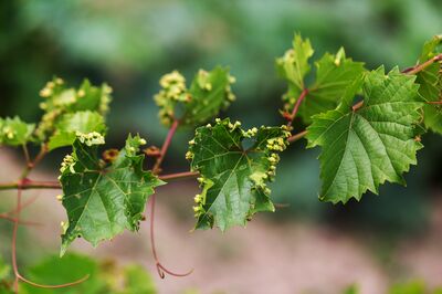 Phyllox&eacute;ra, Daktulosphaira vitifoliae (syn. Phylloxera, Viteus)