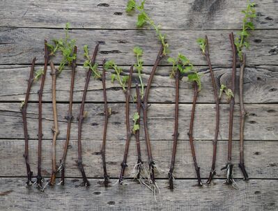 Comment peut-on multiplier les vignes ?