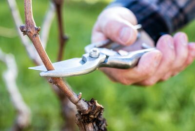 Taille de la vigne - explications en 3 �tapes simples