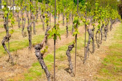 La culture sur �chalas : la m�thode traditionnelle de culture de la vigne