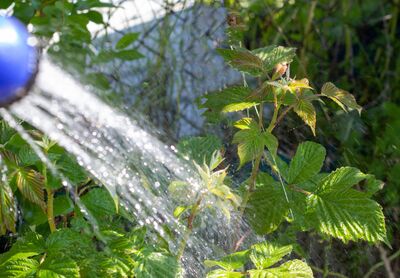 Faut-il arroser les framboisiers ? Peut-�tre pas !