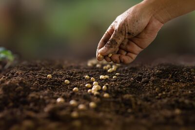Semis de l�gumes en juillet/ao�t : ce que vous pouvez semer maintenant
