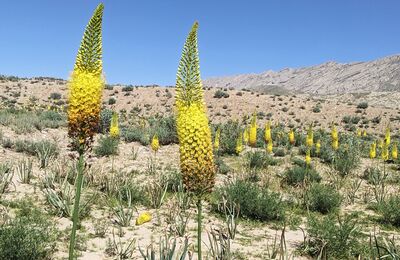 Bulbes � fleurs pour jardins secs : comment r�ussir une plate-bande de bulbes sans arrosage ?