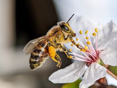 La pollinisation et la f�condation chez les principales esp�ces fruiti�res