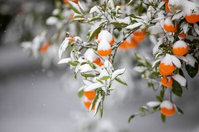 Hiverner les agrumes avec succ�s - Les conseils essentiels