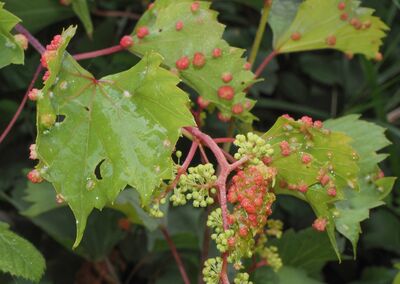 Reconna�tre le phyllox�ra et agir : comment prot�ger vos vignes