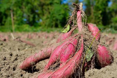 De la jungle aux bacs sur�lev�s de nos potagers : le long voyage autour du monde de la patate douce