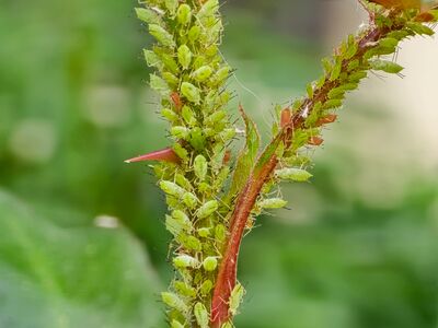 Pucerons au jardin : les meilleurs conseils et rem�des naturels