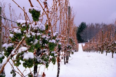 Protection des vignes contre le froid : �vitez les d�g�ts du gel gr�ce � nos conseils de pros