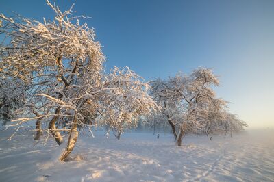 Pourquoi les plantes rustiques ont besoin de froid