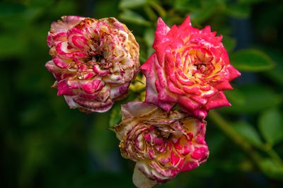 Couper les roses fan�es - la taille estivale des rosiers