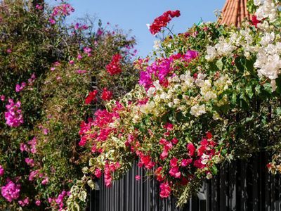 Planter un bougainvillier - couleurs lumineuses d’une merveilleuse grimpante tropicale