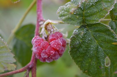 Hiverner les framboisiers &mdash; Les conseils essentiels pour que les framboisiers surmontent mieux l&rsquo;hiver