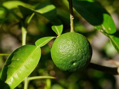 Le yuzu�: un citronnier rustique pour presque tous les jardins