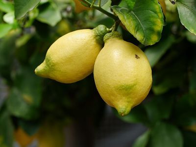 Le citronnier perd ses fruits�: causes et soins