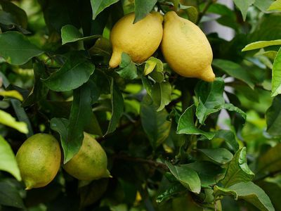 Fertiliser et bien entretenir le citronnier�: moins c'est mieux