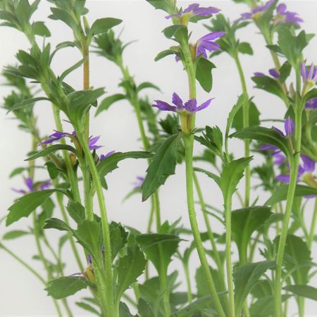 Fleur &eacute;ventail de f&eacute;e ( Scaevola aemula)
