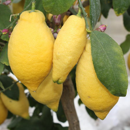 Citronnnier quatre saisons 'Lunario'