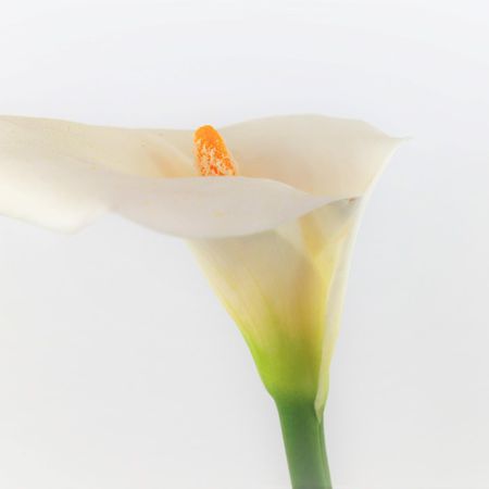 Arum (<i>Zantedeschia)</i>
