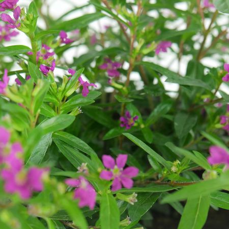 Cuph&eacute;a &agrave; feuilles d&rsquo;hysope (<i>Cuphea hyssopifolia</i>)