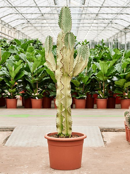  Euphorbia ingens marmorata, Verzweigt, im 35cm Topf, H�he 160cm, Breite 75cm
