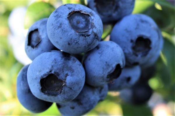 La myrtille un super-aliment, Blueroma Lubera