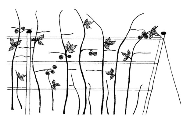 Cultiver des framboisiers, Lubera vous montre comment faire, dessin, illustration (haute r&eacute;solution)