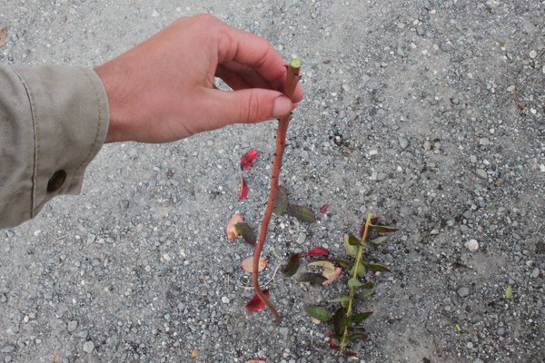 Multiplier un myrtillier Lubera