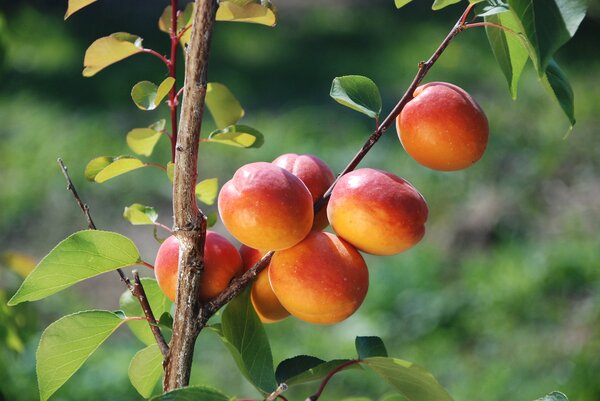 Abricot, Prunus armeniaca, vari&eacute;t&eacute; Mia, fruits sur l'arbre