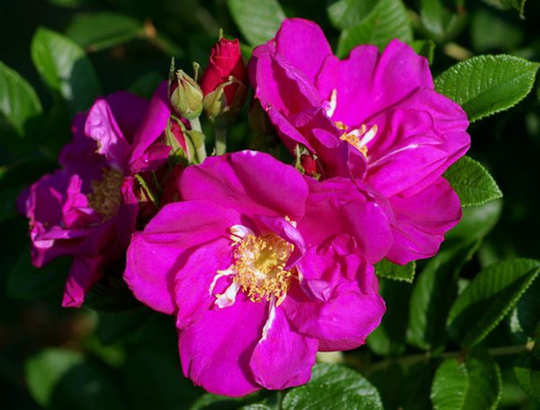 Rosier Rotes Meer, planter des rosiers rugueux